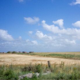 Grain landscape on Rømø by Petra Borsch