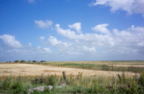 Getreidelandschaft auf Rømø
