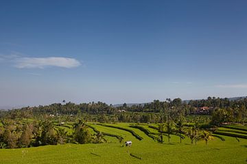 Een traditioneel rijstterras in de prachtige Sidemen-vallei van Oost-Bali, Indonesië van Tjeerd Kruse