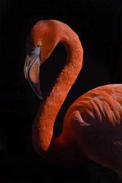 Flamingo in low-key by Nienke Bot