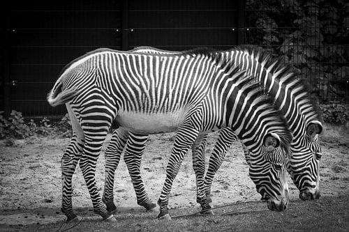 '’s zebra twins eating from the ground