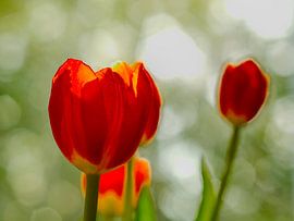 Tulipes à contre-jour sur Roger Trelou