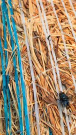 Fly on hay bale by Patrick Mertens aka Pat Probleme