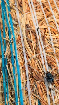 Fly on hay bale
