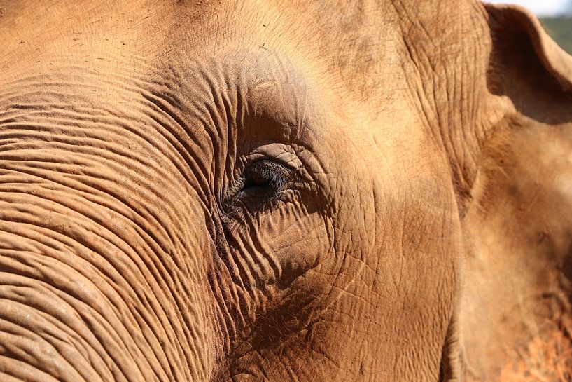 Éléphant en gros plan par Laurens