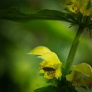 Colorful yellow dead-nettle with insect by Paul de Vos thumbnail