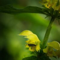 Gele dovenetel met pissebed