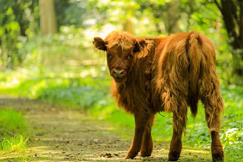 Highlander écossais