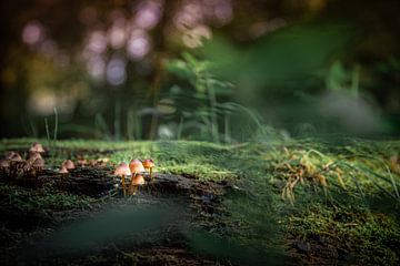 Magisch sprookje van Danique Habets