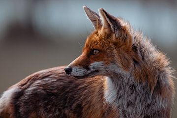 Alert fox by Erik Lei