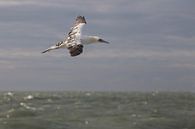 Vliegende jonge Jan-van-Gent boven zee von Marcel Klootwijk Miniaturansicht