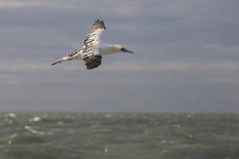 Vliegende jonge Jan-van-Gent boven zee von Marcel Klootwijk