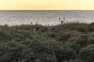 Damherten bij zonsondergang voor de kust van Anne Zwagers thumbnail
