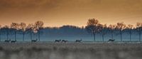 Cerf dans le Biesbos par Jovas Fotografie Aperçu