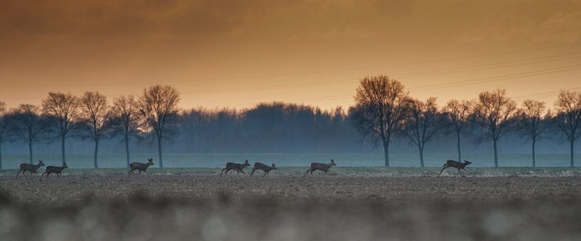 Cerf dans le Biesbos par Jovas Fotografie