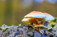 Groepje paddenstoelen, zwavelkoppen, op een boomstam van Photo Henk van Dijk thumbnail