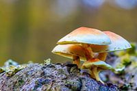Groepje paddenstoelen, zwavelkoppen, op een boomstam