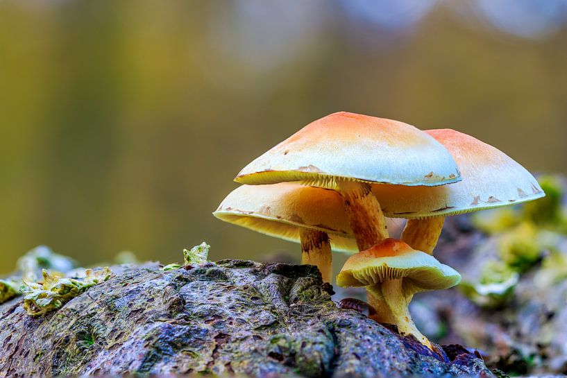 Groepje paddenstoelen, zwavelkoppen, op een boomstam van Photo Henk van Dijk
