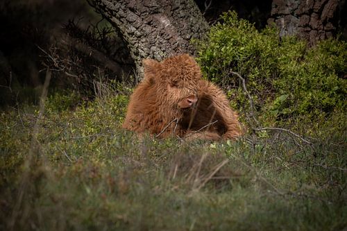 schottischer Highlander