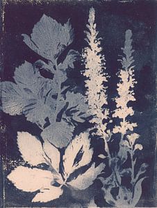 Blauer botanischer Druck - poetische Naturstudie in Licht und Schatten