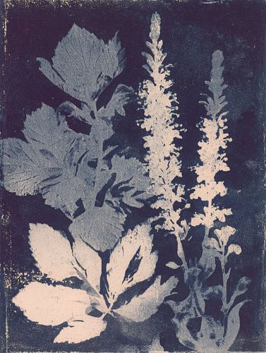 Blauer botanischer Druck - poetische Naturstudie in Licht und Schatten