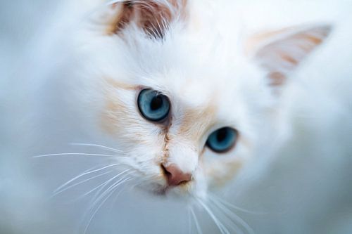 Chat aux yeux bleus