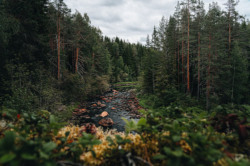 Swedish Nature and Landscape – Cinematic Forest Stream through an Ancient Pine Forest with Mosses