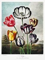 Tulpen uit The Temple of Flora (1807) door Robert John Thornton.