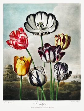 Tulpen uit The Temple of Flora (1807) door Robert John Thornton. van Frank Zuidam