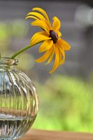 Sonnenhut Blume in einer Vase