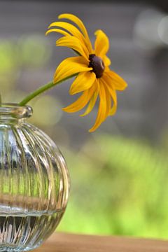 Zonnehoed bloem in een vaasje van Shutterbalance
