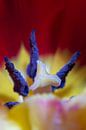 Tulipe colorée par Pieter van Roijen Aperçu