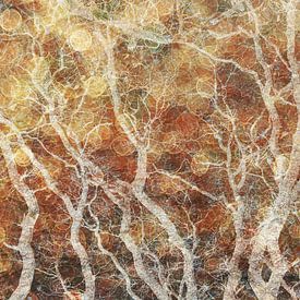 Bokeh Wald von Yanuschka | Fotografie Noordwijk