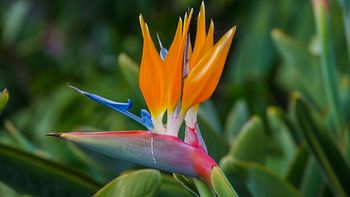 Madeira - Strelitzia reginae paradijsvogelbloem in Santa Catarina, kleurrijke bloesem