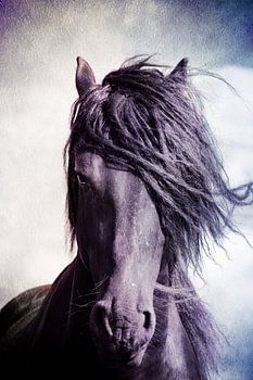 Strong Friesian Stallion