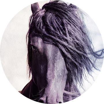 Sterke Friese Hengst