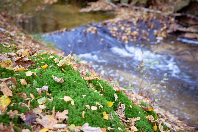 Fris stromend water in beekje met herfstbladeren van Fotografiecor .nl
