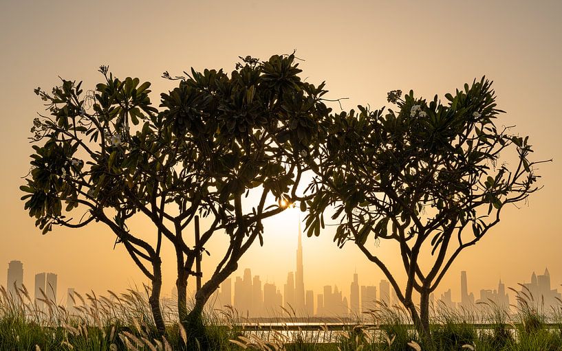 Dubai skyline met een prachtige zonsondergang achter een boom van Jeroen Kleiberg