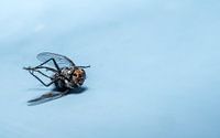 Close-up van een dode vlieg die op zijn rug ligt... van Hans-Jürgen Janda thumbnail
