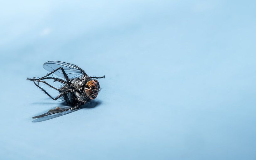 Close-up van een dode vlieg die op zijn rug ligt... van Hans-Jürgen Janda