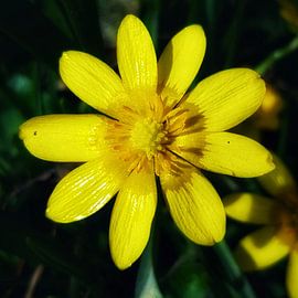 Schöllkraut von Regina Captures