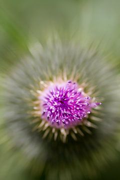 Distel-Explosion von QEIMOY