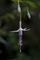 Fucia Hängeblume