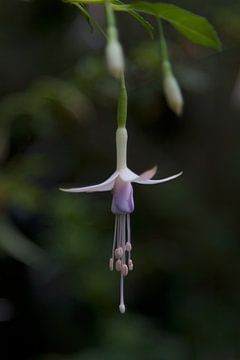 Fuchsia - bellenplant