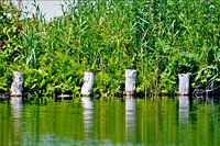 Houten palen uit water