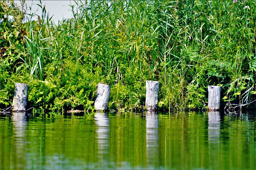 Houten palen uit water by David van Coowijk