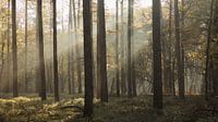 Sonnenstrahlen durch die Bäume von Sran Vld Fotografie Miniaturansicht