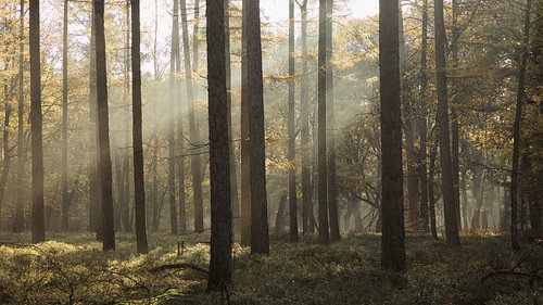 Zonnestralen door de bomen