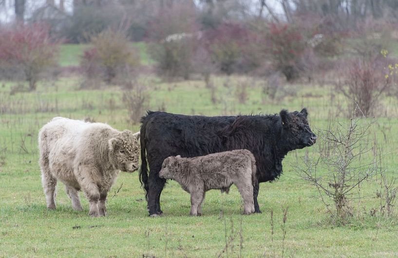 Galloway gezin van Ans Bastiaanssen