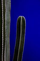 Jardin Majorelle